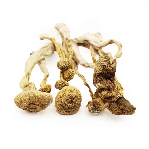 albino-dried-shrooms-Buy-shrooms-online-psychedelics-order-dried-mushrooms-online-Buy-Mushroom.jpg