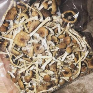 Buy Albino Cambodians Magic Mushrooms