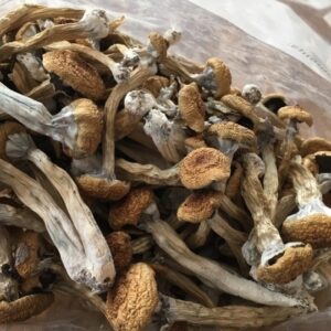 Buy Louisiana Magic Mushrooms