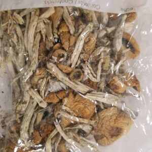 Buy Cambodians Magic Mushrooms